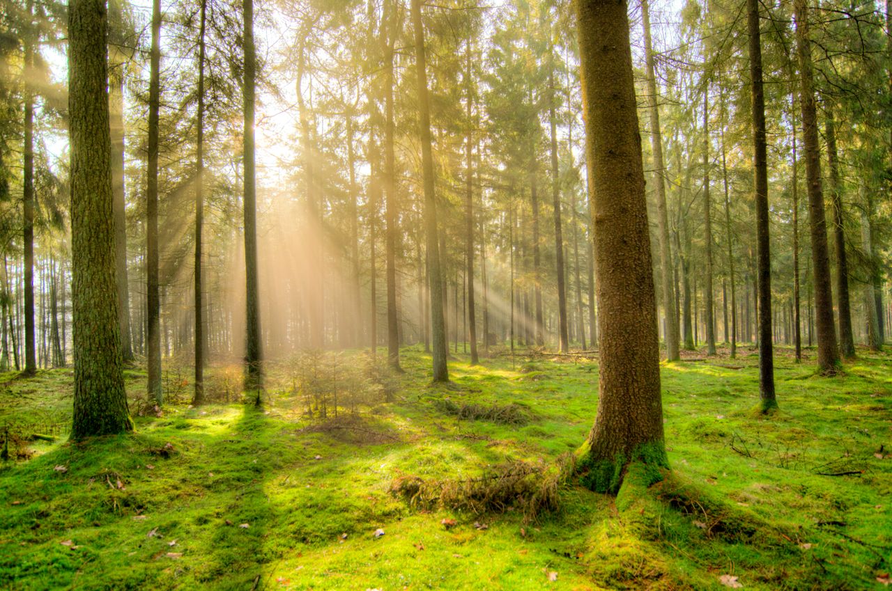 Sunlight filters through trees in a tranquil green forest, creating a serene atmosphere.