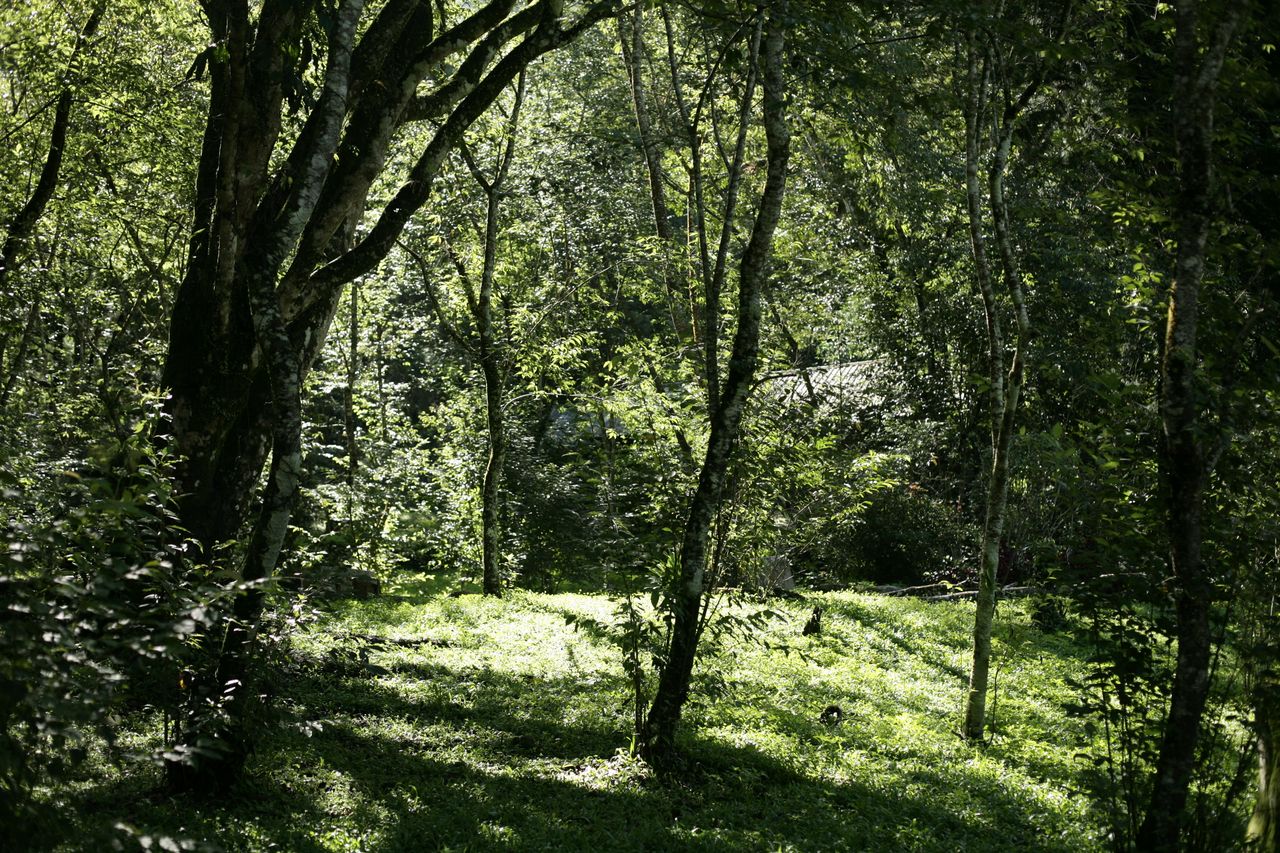 Tranquil forest scene with sunlight filtering through lush green trees and grass.