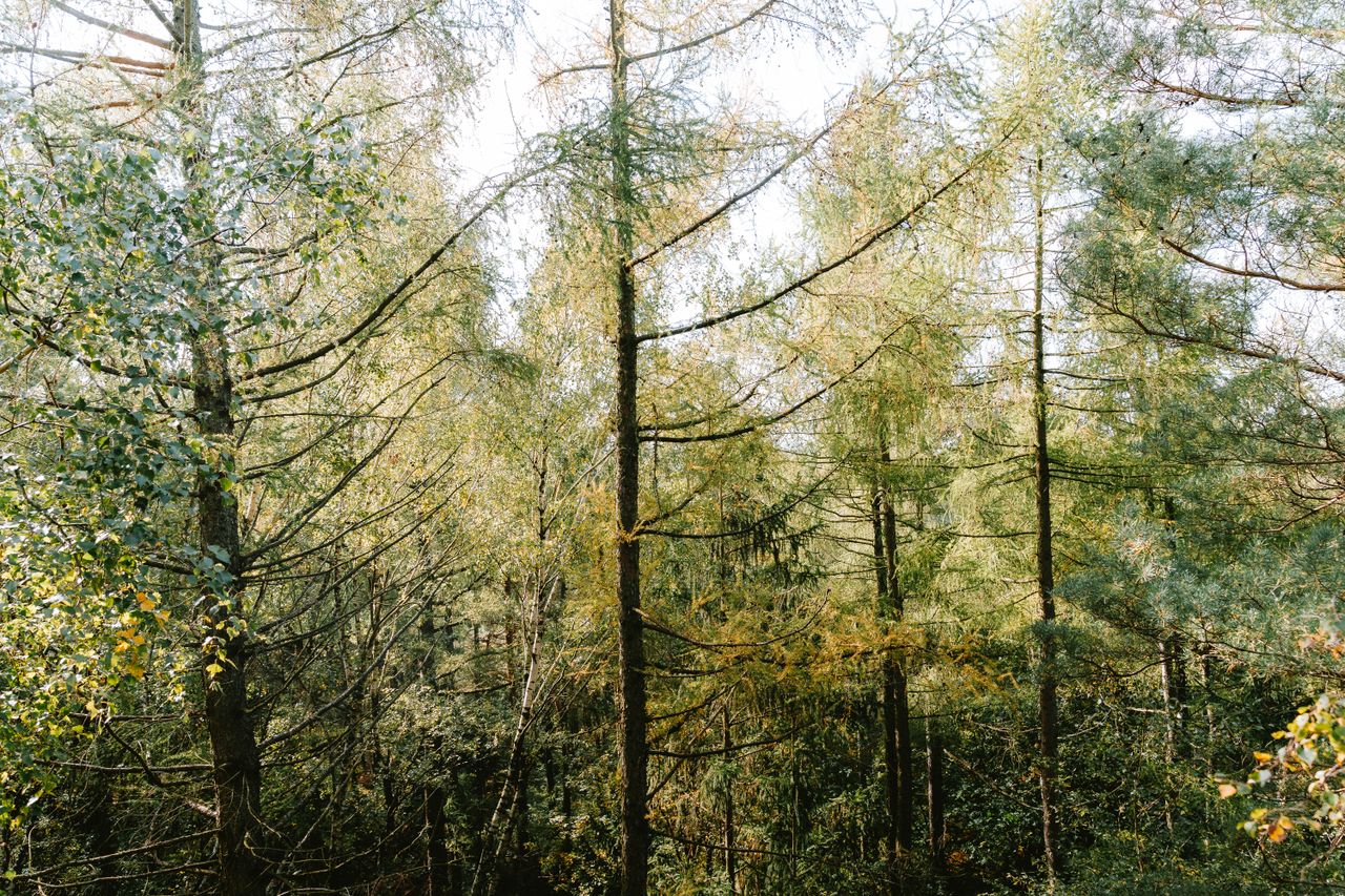 Mastering the First Impression: Your intriguing post title goes here Lush coniferous forest in Rosenthal-Bielatal, Saxony, showcasing natural beauty.