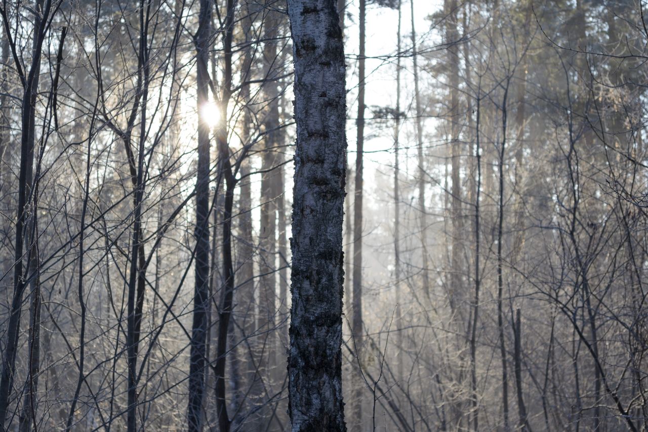 Tranquil winter forest scene with sunlight filtering through bare trees, creating peaceful natural beauty.