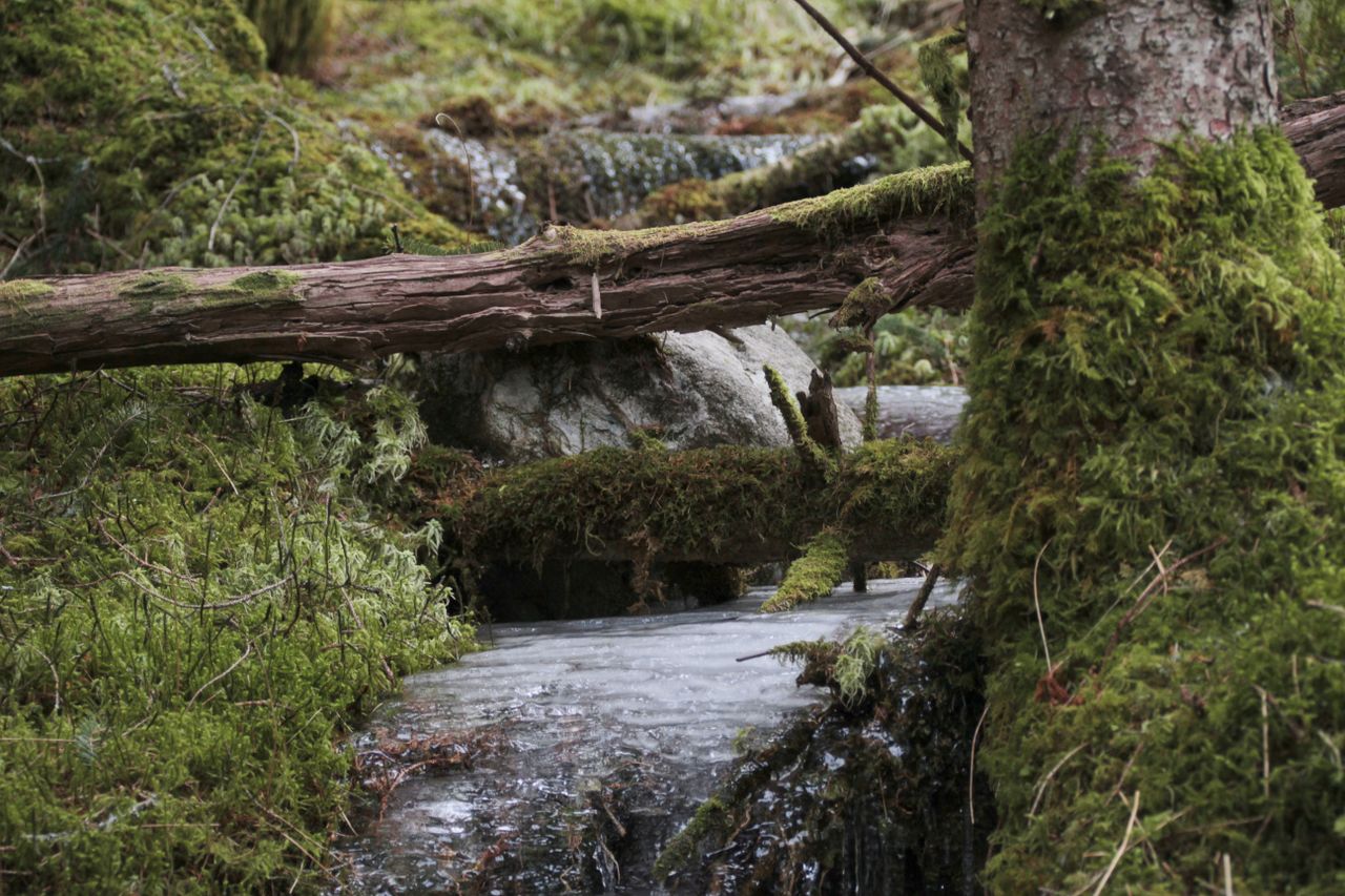 Tranquil forest stream surrounded by lush green moss and ice-covered rocks.
